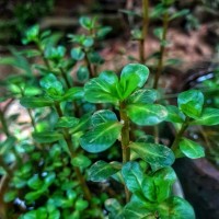 Rotala indica (Willd.) Koehne